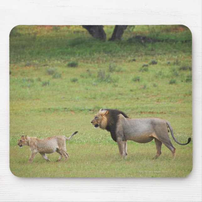 männlicher Löwe mit Sack, Panthera leo, Kgalagadi Mousepad (Vorne)