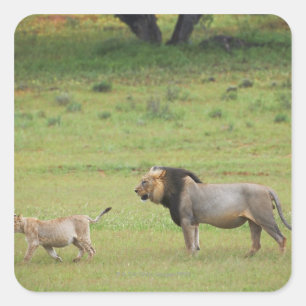 männlicher Löwe mit Sack, Panthera leo, Kgalagadi Quadratischer Aufkleber