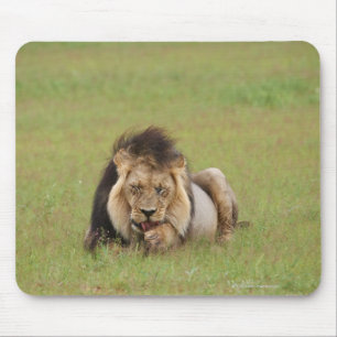 männlicher Löwe, Panthera Löwe, säubernd, Mousepad