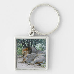 männlicher Löwe Schlafens und Löwin, Panthera Schlüsselanhänger
