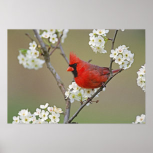 Männlicher nördlicher Kardinal unter Birnen Poster