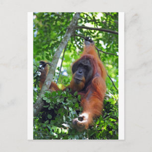 Männlicher Orang-Utan im Nest des Sumatra-Regenwal Postkarte