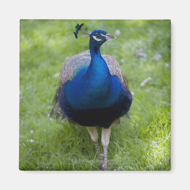 Männlicher Pfau (Pavo cristatus) Magnet (Vorne)