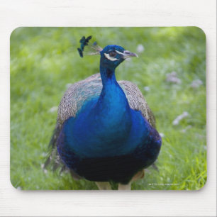 Männlicher Pfau (Pavo cristatus) Mousepad