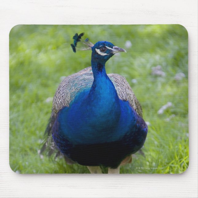 Männlicher Pfau (Pavo cristatus) Mousepad (Vorne)