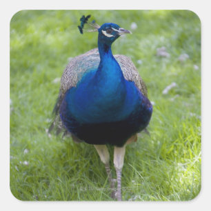 Männlicher Pfau (Pavo cristatus) Quadratischer Aufkleber