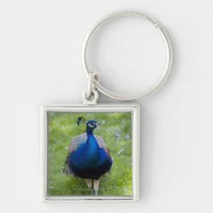 Männlicher Pfau (Pavo cristatus) Schlüsselanhänger