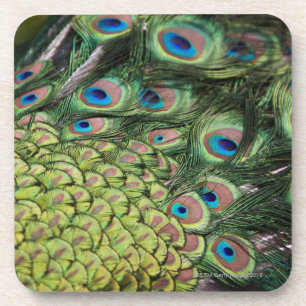 Männlicher Pfau (Pavo cristatus) Schwanz anzeigen Getränkeuntersetzer
