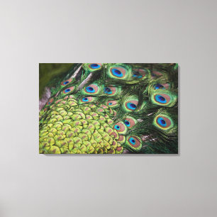 Männlicher Pfau (Pavo cristatus) Schwanz anzeigen Leinwanddruck