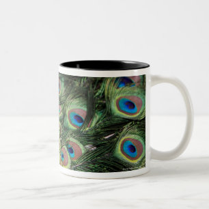 Männlicher Pfau (Pavo cristatus) Schwanz anzeigen Zweifarbige Tasse