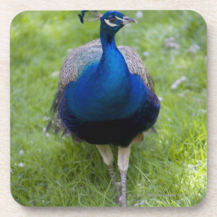Männlicher Pfau (Pavo cristatus) Untersetzer