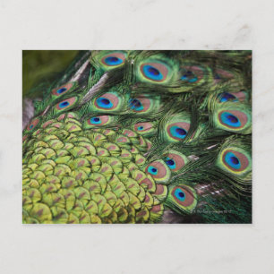 Männlicher Pfau (Pavo cristatus) zeigt Schwanz an Postkarte