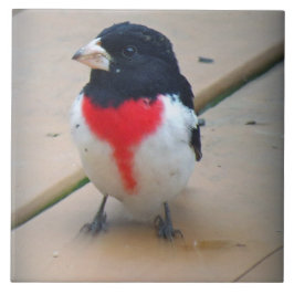 Männlicher Rose-breasted Grosbeak Fliese