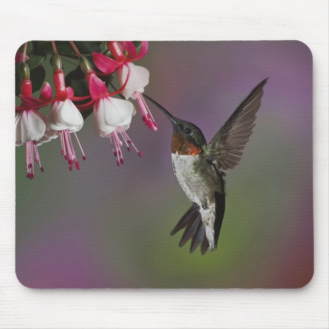 Männlicher Rubinkehlkolibri, Archilochus Mousepad (Vorne)