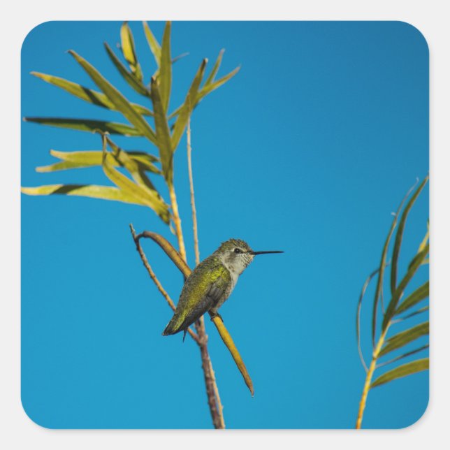 Männlicher Ruby-Rachen-Kolibris auf Baum Quadratischer Aufkleber (Vorderseite)
