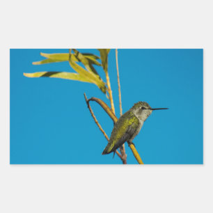 Männlicher Ruby-Rachen-Kolibris auf Baum Rechteckiger Aufkleber