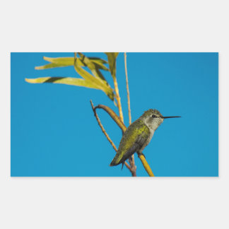 Männlicher Ruby-Rachen-Kolibris auf Baum Rechteckiger Aufkleber