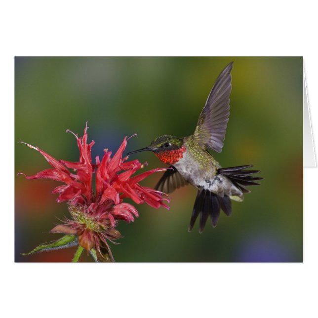 Männlicher Ruby-throated Hummingbird (Vorderseite (Horizontal))