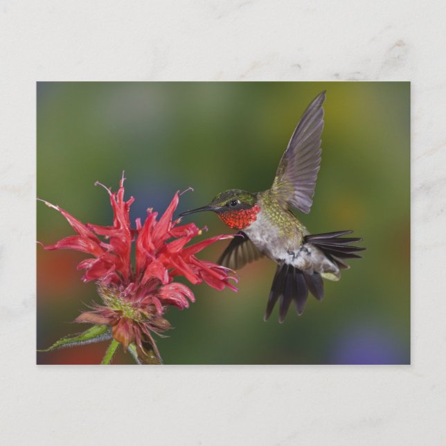 Männlicher Ruby-throated Hummingbird fütternd auf Postkarte (Vorderseite)