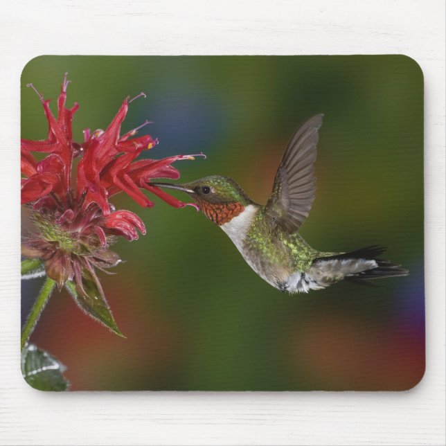 Männlicher Ruby-throated Hummingbird Mousepad (Vorne)