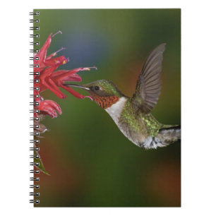 Männlicher Ruby-throated Hummingbird Notizblock