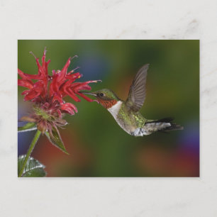 Männlicher Ruby-throated Hummingbird Postkarte
