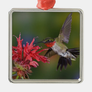 Männlicher Ruby-throated Hummingbird Silbernes Ornament