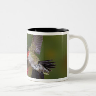 Männlicher Ruby-throated Hummingbird Zweifarbige Tasse