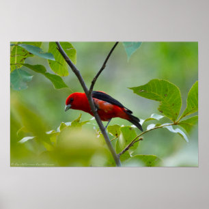 Männlicher Scarlet Tanager im Sommer Grün Poster
