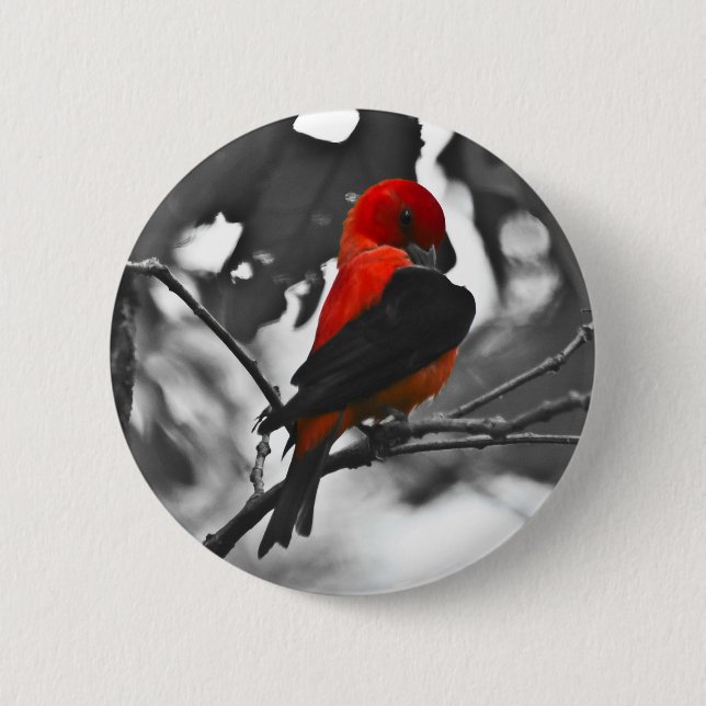 Männlicher Scharlachtangare Button (Vorderseite)