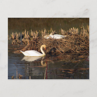 Männlicher Schwan beobachtet seine verheiratete Po Postkarte