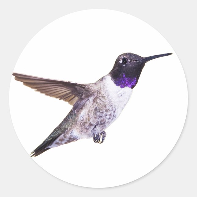 Männlicher, schwarz gekinnter Hummingbird-Aufklebe Runder Aufkleber (Vorderseite)