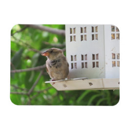Männlicher Sparrow im Sommer Magnet