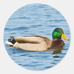 Männlicher Stockenten-Enten-Aufkleber Runder Aufkleber