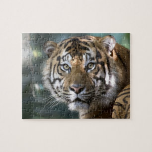 Männlicher Sumatraner Tiger (Panthera tigris sumat