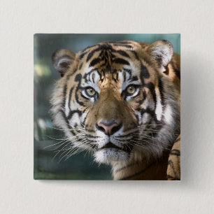 Männlicher Sumatraner Tiger (Panthera tigris sumat Button