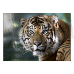 Männlicher Sumatranischer Tiger (Panthera tigris s