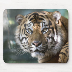 Männlicher Sumatranischer Tiger (Panthera tigris s Mousepad