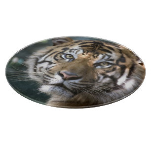Männlicher Sumatranischer Tiger (Panthera tigris s Schneidebrett