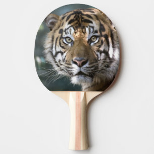 Männlicher Sumatranischer Tiger (Panthera tigris s Tischtennis Schläger