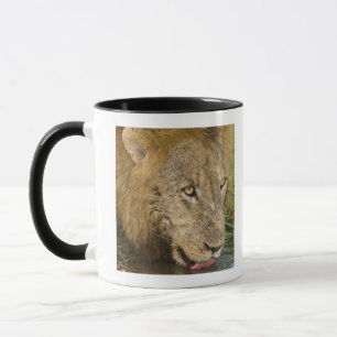 Männlicher trinkender Löwe, größerer Kruger Tasse