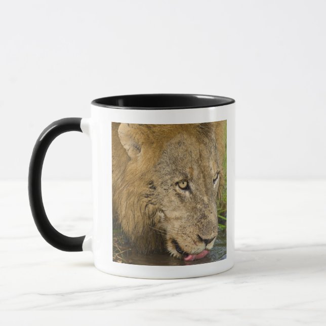 Männlicher trinkender Löwe, größerer Kruger Tasse (Links)