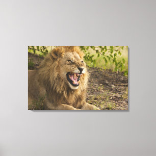 Männlicher verwirrender Löwe (Panthera Löwe), Leinwanddruck