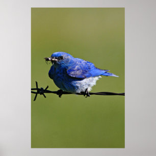 Männlicher Western Bluebird mit Bugs Poster