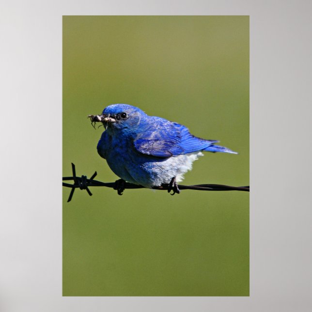 Männlicher Western Bluebird mit Bugs Poster (Vorne)
