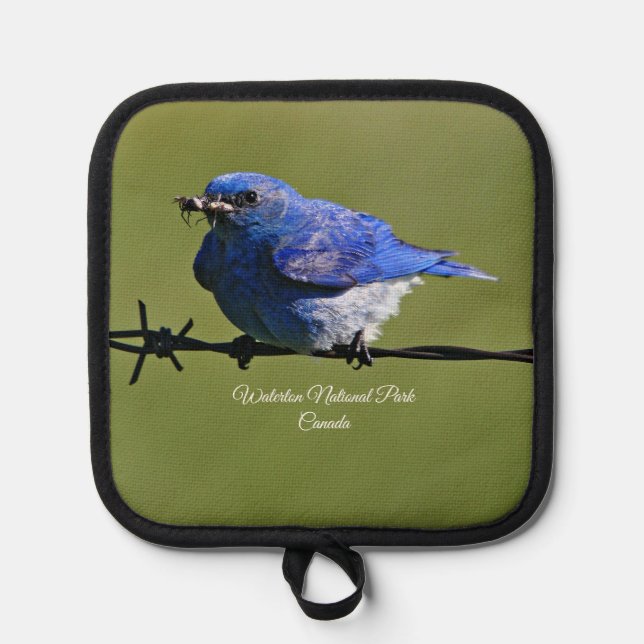 Männlicher Western Bluebird mit Bugs Topflappen (Vorderseite)
