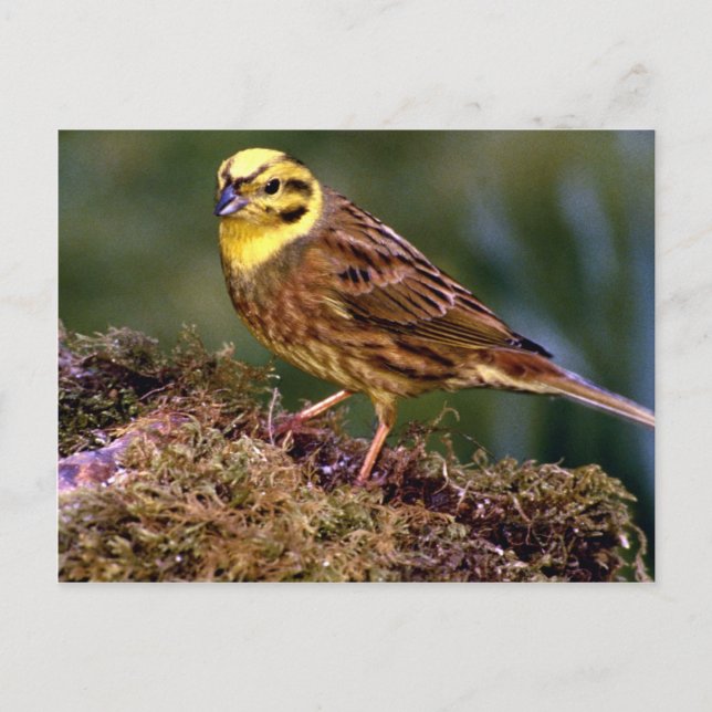 Männlicher Yellowhammer Postkarte (Vorderseite)