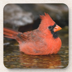 männliches Bad im nördlichen Kardinal Untersetzer