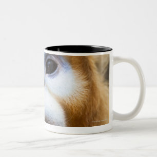 Männliches goldenes Affe Pygathrix roxellana, Zweifarbige Tasse