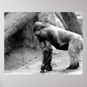Männliches Gorilla-Profil in Schwarz und Weiß Poster